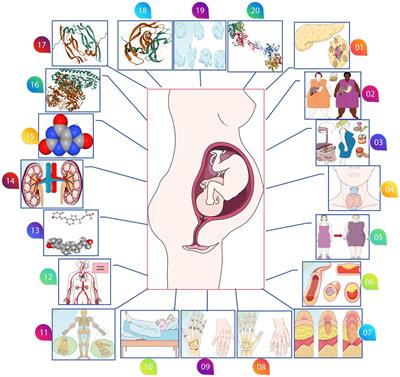 Causal pathways in preeclampsia: a Mendelian randomization study in European populations